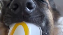 German shepherd funny shorts video 😂😂😂😂😂👇🤣🤣🤣Wait for end🤣🤣🤣