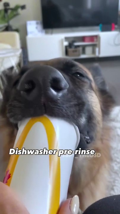 German shepherd funny shorts video 😂😂😂😂😂👇🤣🤣🤣Wait for end🤣🤣🤣