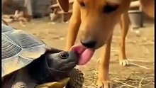 Viral Funny Clip – Pure Entertainment
