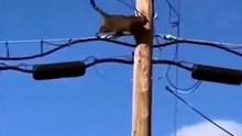 Funny Video – Perfect Timing 😂