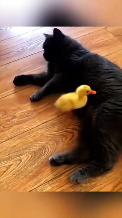 Viral Funny Video – So Funny