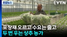 포장재는 오르고 수요는 줄고...두 번 우는 상추 농가 / YTN