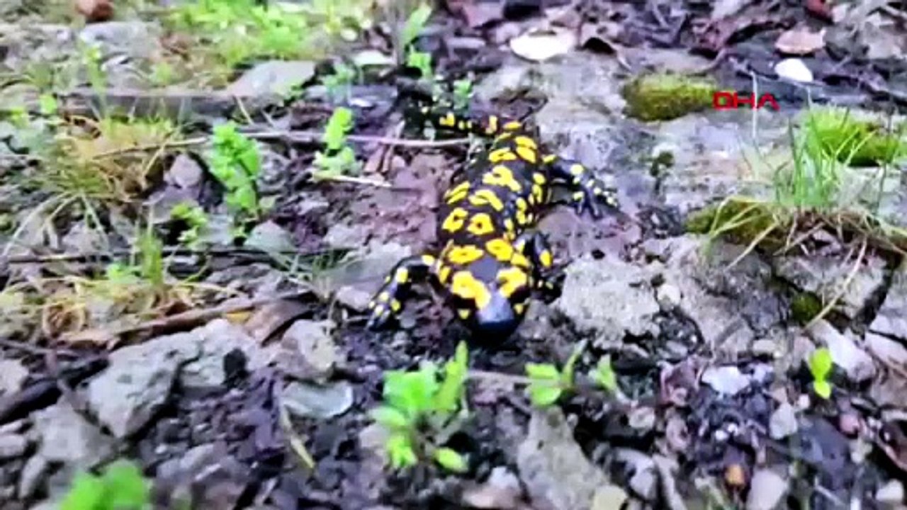 Doğanın en gizemli canlılarından biri olan minik canavar Erzincan'da ortaya çıktı