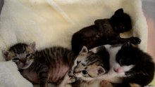 RESCATO 5 GATITOS RECIEN NACIDOS ABANDONADOS  EIRA, AIDEN, ARKO, KOSMO Y MAUSI  EP.7 DÍA 15 Y 16