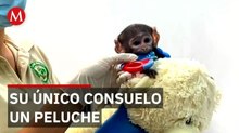 Historia de Yugi el mono rescatado en Guadalajara que lucha por integrarse