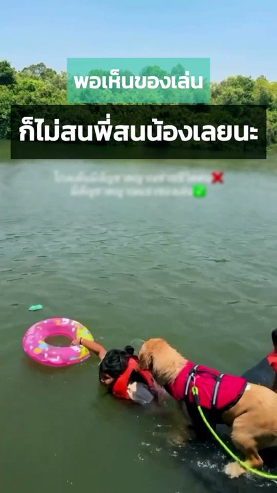 เมื่อโกลเด้นเห็นของเล่น งานนี้จะหัวพี่หัวน้องก็...