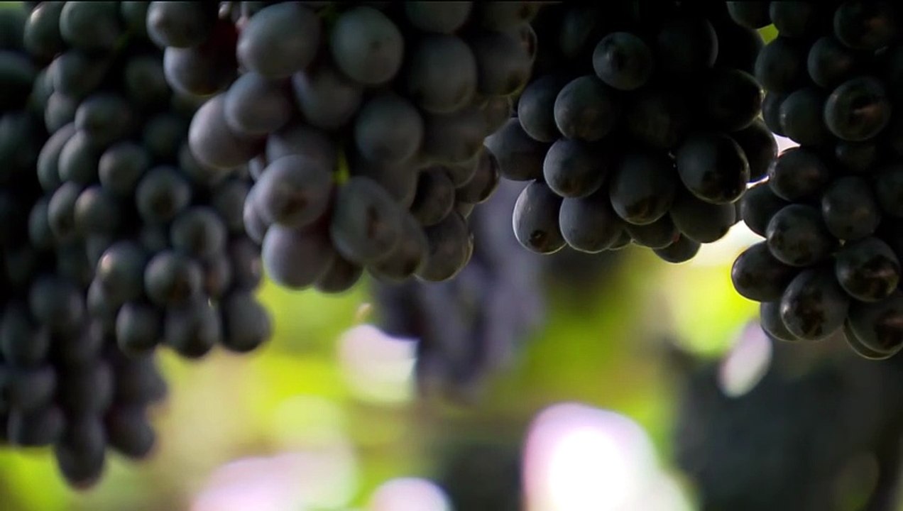 Globo Rural hoje: Confira os destaques do programa deste domingo