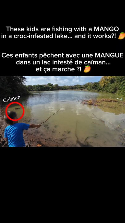 Des caïmans dans les caraïbes 🇨🇴🥭🐊