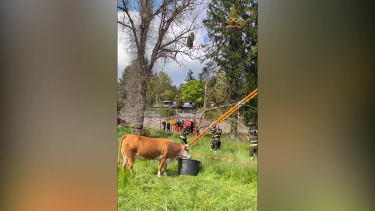 Firefighters rescuing paraglider tangled in tall tree make unlikely friend