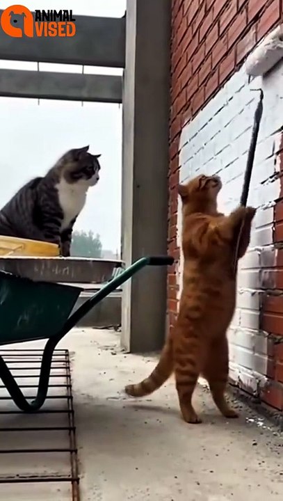 Cat and Monkey Funny 😂🐈🙈 | Hilarious Animal Duo