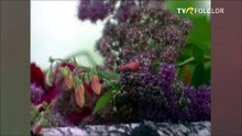 Lucica Paltineanu - I-auzi cobza cum mai suna (Dincolo de cantec - arhiva TVR)