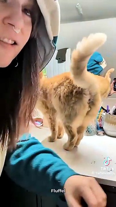 Unanständige Kätzchen