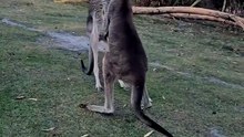two Eastern grey kangaroos. 