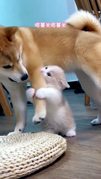 Oh no, it's too big to hug!