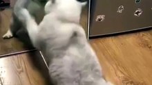 An Epic Battle of Wits (and Paws)