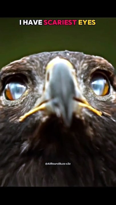 Who Has the Scariest Eyes? 👁️🦅 The Ultimate Predator Stare-Down!