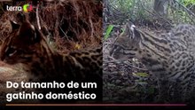 Veja imagens do menor felino selvagem do Brasil