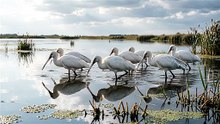 Ibis Group Water Feeding