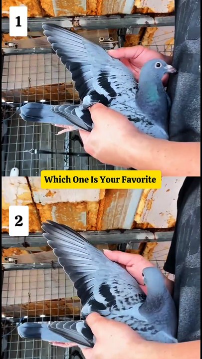 1 vs 2 Racing Pigeons 🕊️🔥 | Which One Is Your Favorite? Comment Now!