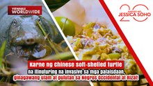 Karne ng Chinese soft-shelled turtle na invasive, ginawang ulam at pulutan | Kapuso Mo, Jessica Soho