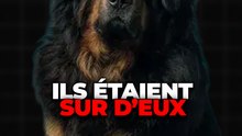 Un chien original