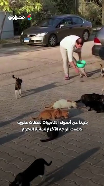 غادة عبدالرازق تداعب قطة في الشارع.. شاهد أطرف...