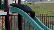 You Won’t Believe What How Animals Go Down a Slide
