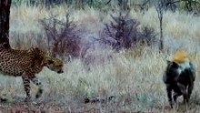 Leopard Hunting Battles Dominance Apex Predator
