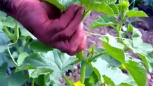 Melon plants sometimes need to be tied with string.