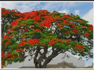 Alain Ramanisum - Li Tourner