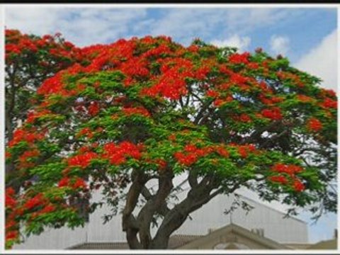 Alain Ramanisum - Li Tourner