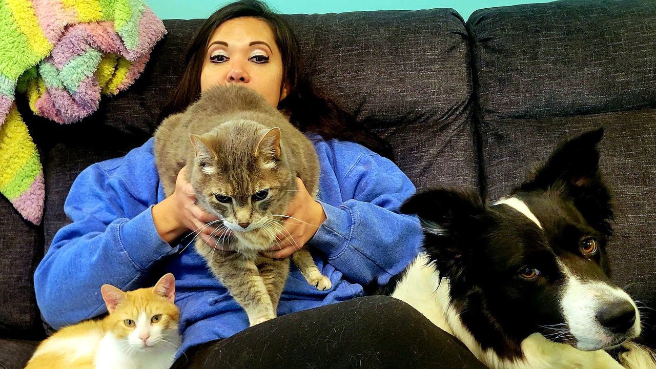 Too many animals. Just missing Train Tracks though. But Cory climbed his way down my shoulder to get there, all 14 pounds of him. 😂 | #SparklegleamFarm #Cory #Luna #ColbyJack #Beverly #farm #lunaMoona #cats #farmanimals #catlife #cute
