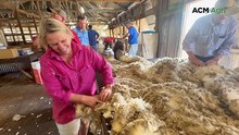 Tambo wether trial shearing