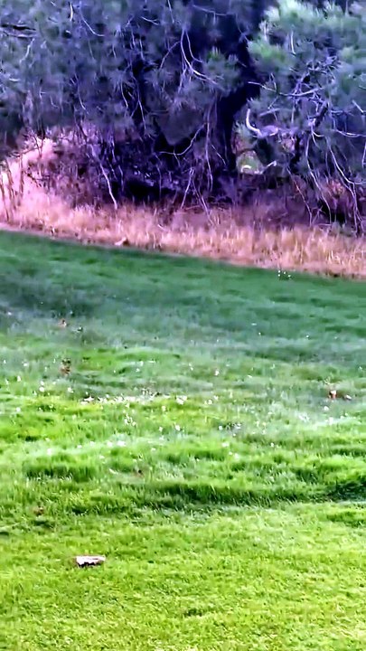 Wild cat vs squirrel
