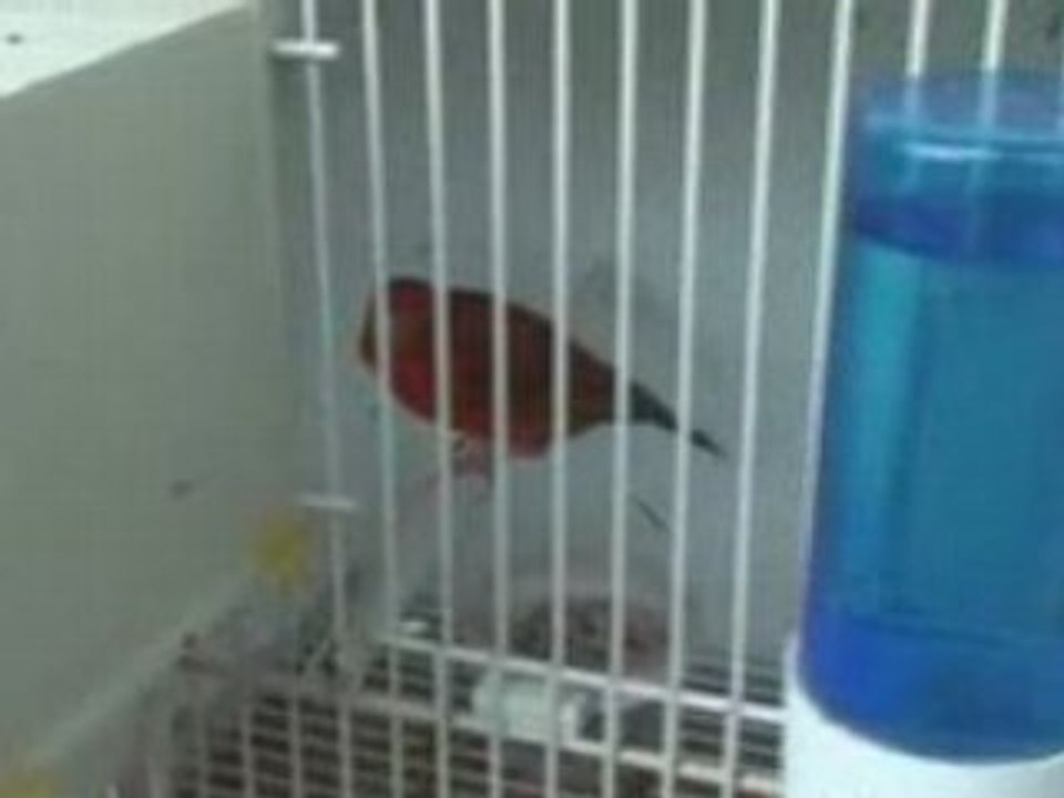 Jeunes agates rouges de 25 jours