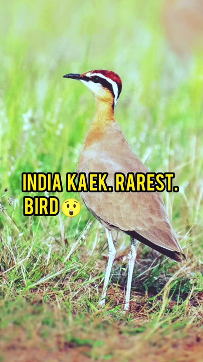 🌍 Lost & Found Animals of the Worldk
