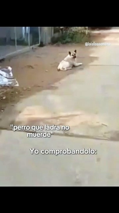 Comprobadoo🐶.........#memes #memesdivertidos #humor #humordiario #risas #reelsdive