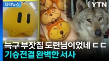 [자막뉴스] '온 대전이 늑구야'...'한화늑구스' 이어 '늑구빵'까지 인기 폭발 / YTN