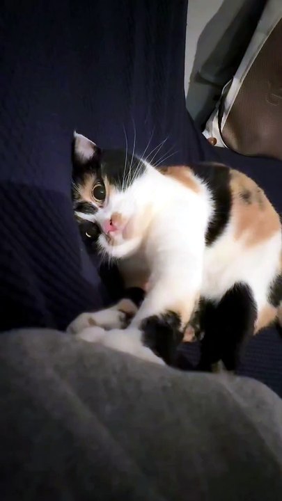When a Kitten Attacks You With Tiny Paws 😂🐱