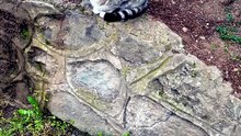 Cat funny animals videos