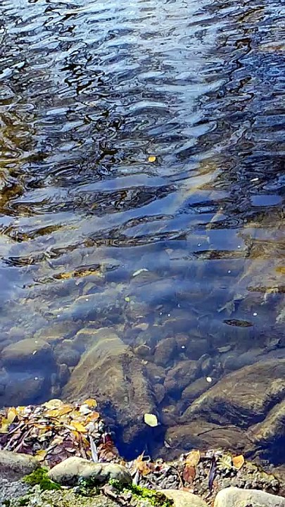 El agua del arroyo canta porque sabe que su destino es volverse inmensidad.