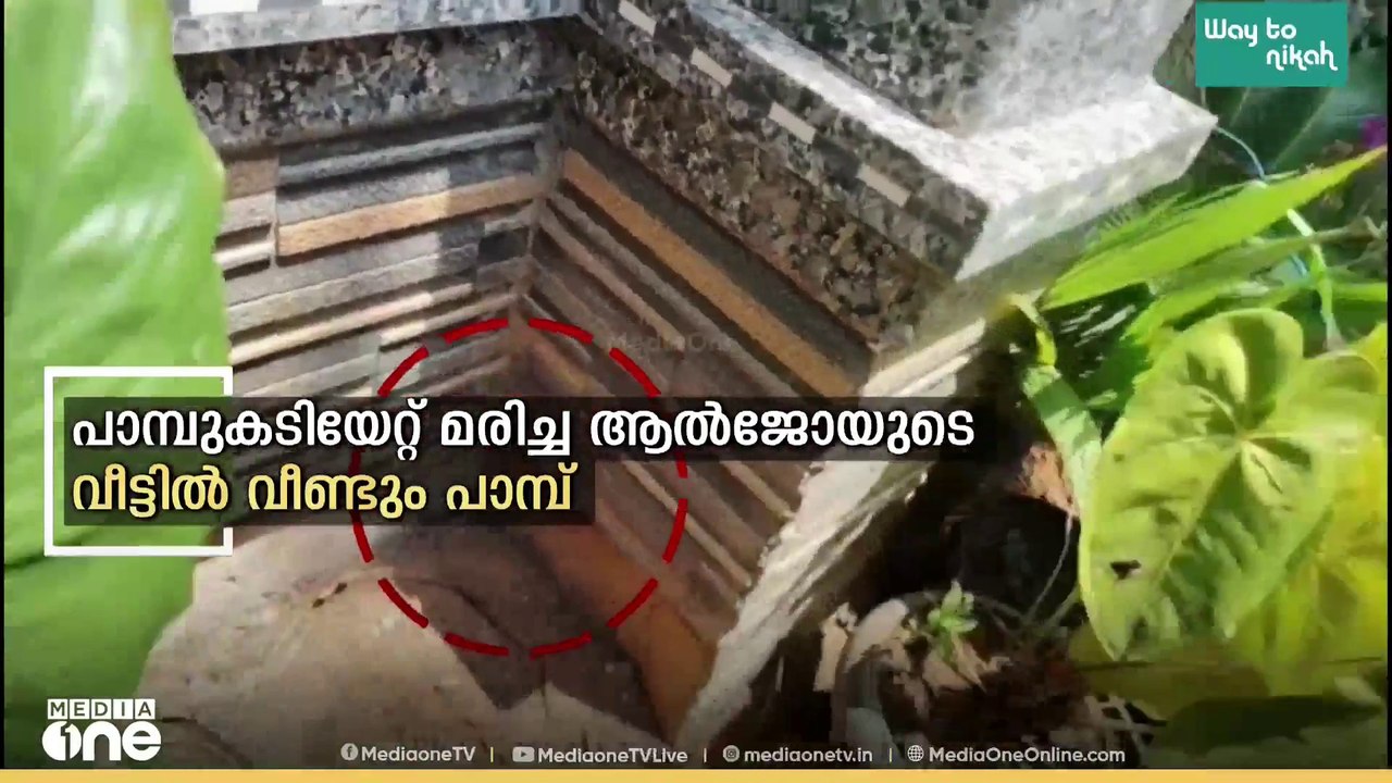 തൃശൂർ കോടാലിയിൽ പാമ്പ് കടിയേറ്റ മരിച്ച ആൽജോയുടെ...