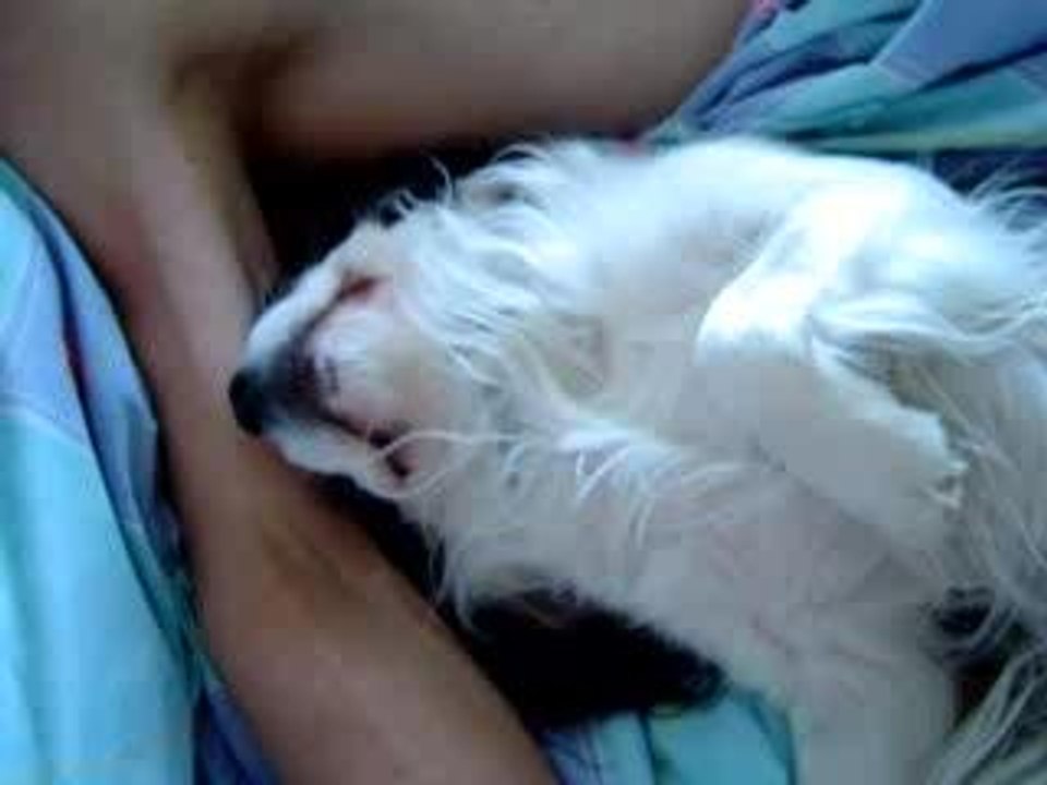 Cavalier King Charles surbooké