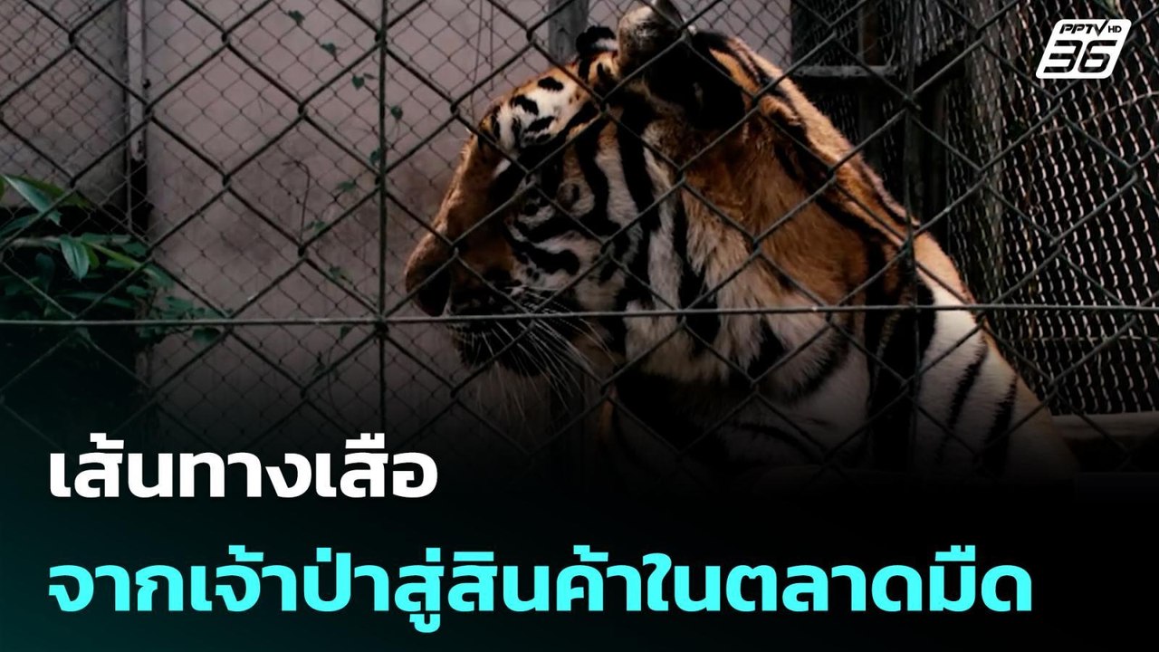 เส้นทางเสือ จากเจ้าป่าสู่สินค้าในตลาดมืด | ทันข...