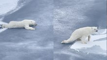 Smart polar bear is a bit too careful while moving over thin ice