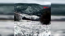 Erzincan’da kızılgeyikler böyle görüntülendi