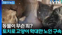 인류애 바닥난 학대...길고양이 얼굴에 토치로 화상 [지금이뉴스] / YTN