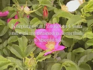 Prep-Room and Morgue Cleaning