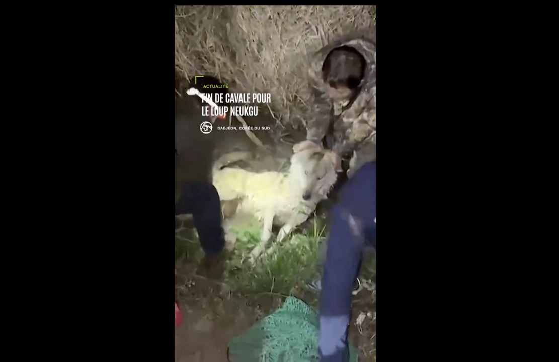 Corée du Sud: fin de cavale pour un loup échappé d'un zoo
