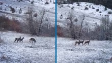 Kızılgeyiklerin kar altında beslendiği anlar kamerada